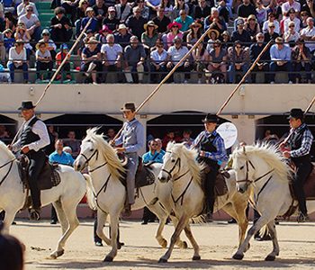 camargue