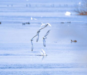 oiseaux migrateurs camping camargue